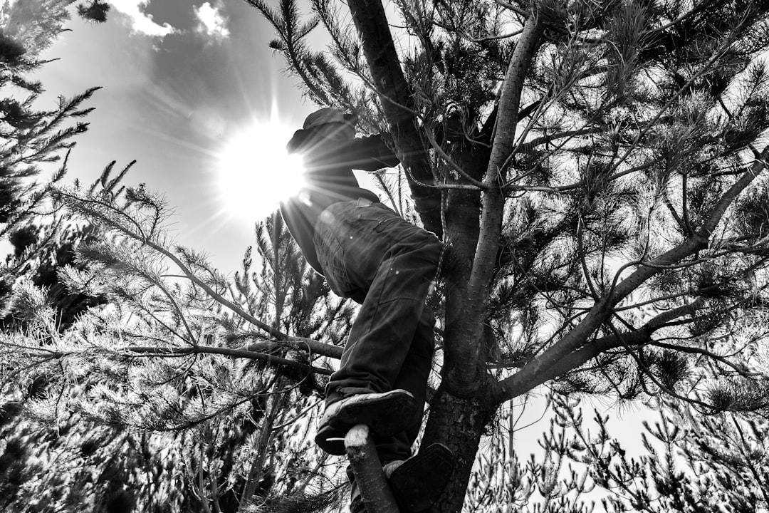 Arborist inspecting a leaning tree in a Longview, TX yard